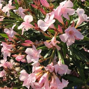 Meet your Posher, Orit